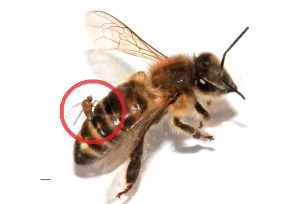Apocephalus borealis