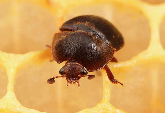 Aethina Tumida